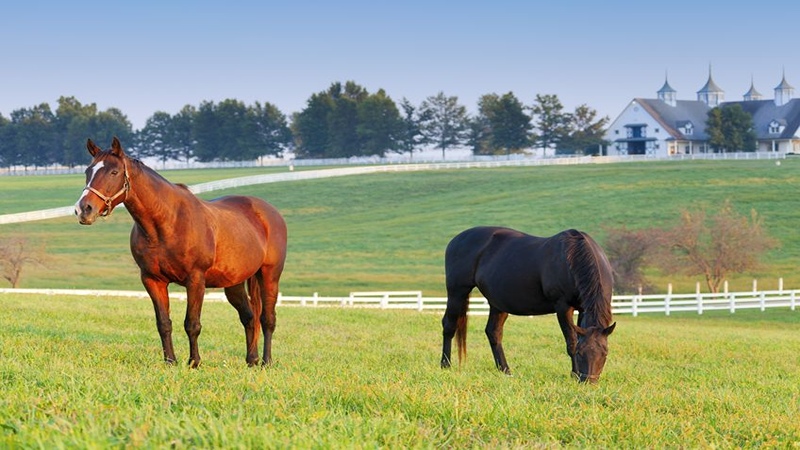 Cumberland Island National Seashore